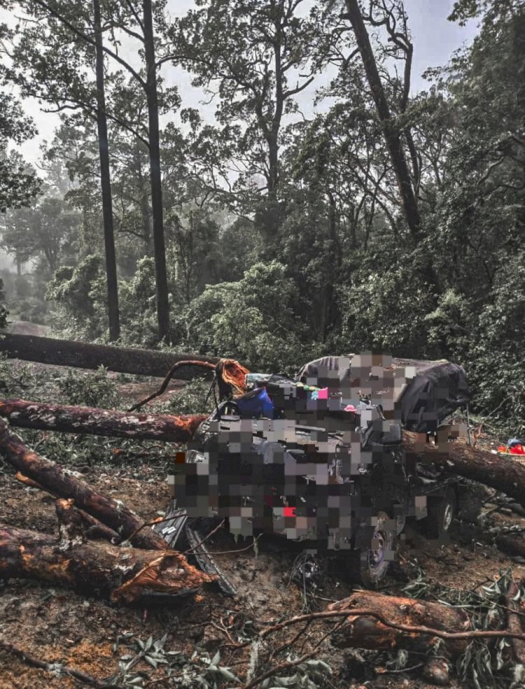 Mobil Pick-Up Tertimpa Pohon di Timau, Sopir Terjebak dan Dilarikan ke Puskesmas