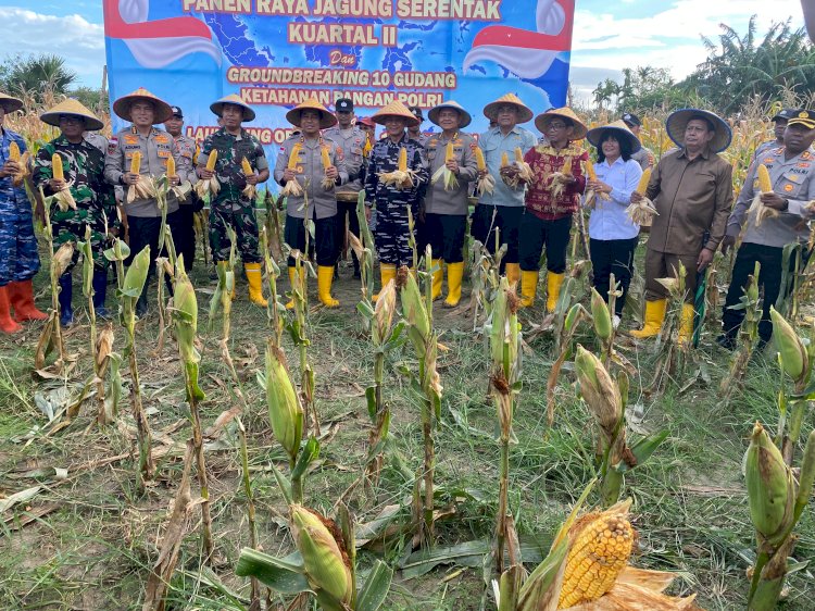 Dukung Ketahanan Pangan Nasional, Kapolda NTT dan Kapolres Kupang Gelar Panen Raya Jagung di Tuatuka