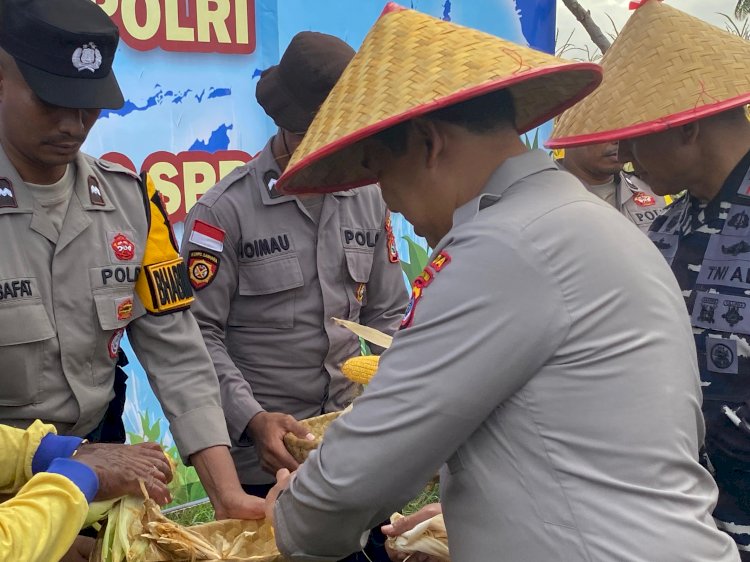 Dukung Swasembada Pangan Nasional, Kapolres Kupang Dampingi Kapolda NTT Gelar Panen Raya Jagung Serentak di Tuatuka