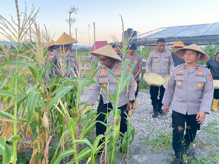 Untuk Kedua Kalinya, Polres Kupang Panen Jagung Ketan di Ekowisata Tantya Sudhirajati