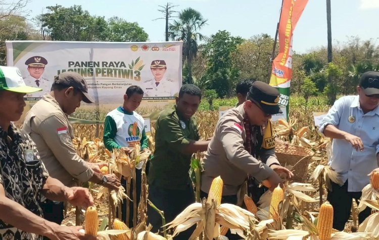 Panen Raya Jagung Pertiwi 3 di Sulamu, Polres Kupang Dukung Swasembada Pangan